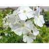 Plaménka latnatá 'Early® White' - Phlox paniculata 'Early® White'  Phlox paniculata 'Early White'