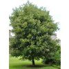 ilex2