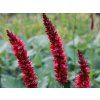Rdesno objímavé 'Fat Domino' - Polygonum amplexicaule 'Fat Domino'  Polygonum amplexicaule 'Fat Domino'