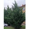 Cypřišovec Leylandův  Cupressocyparis leylandii