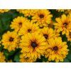 Třapatka (Rudbékie) srstnatá 'Littlebeckia Ballerina'- Rudbeckia 'Littlebeckia Ballerina  Rudbeckia hirta 'Littlebeckia Ballerina'