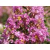 Lagerstroémie 'Viola'  Lagerstroemia indica 'Viola'