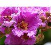 Lagerstroémie 'Viola'  Lagerstroemia indica 'Viola'