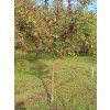Jabloň 'Red Love'  Malus domestica 'Red Love'