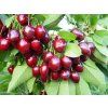 Třešeň 'Lapins'  Prunus avium 'Lapins'