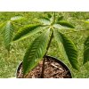 Jírovec přehlížený  Aesculus × neglecta