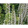 Paznehtník měkký 'Rue Ledan' - Acanthus mollis 'Rue Ledan'  Acanthus mollis 'Rue Ledan'