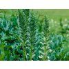 Paznehtník měkký 'Rue Ledan' - Acanthus mollis 'Rue Ledan'  Acanthus mollis 'Rue Ledan'