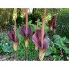 Zmijovec indický  Amorphophallus konjac
