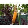 Eremurus isabellinus 'Rumba' (1)