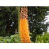 Eremurus isabellinus 'Rumba' (2)
