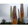 Liliochvostec 'Rumba' - Eremurus isabellinus 'Rumba'  Eremurusisabellinus 'Rumba'
