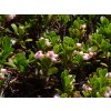 Medvědice lékařská - Arctostaphylos uva-ursi  Arctostaphylos uva-ursi
