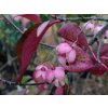 Brslen masitý 'Trompenburg Lustre' - Euonymus carnosus 'Trompenburg Lustre'  Euonymus carnosus 'Trompenburg Lustre'
