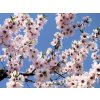 Mandloň 'Guara' - kontejner  Prunus amygdalus 'Guara'