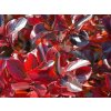 Černý jeřáb 'Revontuli Mound'  Aronia melanocarpa 'Revontuli Mound'