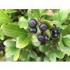 Černý jeřáb 'Revontuli Mound'  Aronia melanocarpa 'Revontuli Mound'