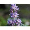 Komule šalvějolistá  Buddleja salviifolia