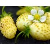 Jahodník  'White Delight'  Fragaria vesca 'White Delight'