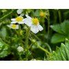 Jahodník  'White Delight'  Fragaria vesca 'White Delight'