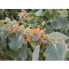Colquhounia coccinea var. vestita  Colquhounia coccinea var. vestita