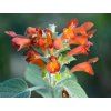 Colquhounia coccinea var. vestita  Colquhounia coccinea var. vestita