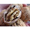Ořešák 'Axel' - kontejner  Juglans regia 'Axel'