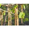 Líska rohatá  Corylus cornuta