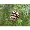Ostrolistec kopinatý  Cunninghamia lanceolata