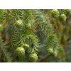 Ostrolistec kopinatý  Cunninghamia lanceolata
