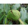 Ořešák královský 'Rita'  Juglans regia 'Rita'