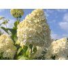 Hortenzie latnatá 'Limelight®'  Hydrangea paniculata 'Limelight®'