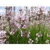 Levandule úzkolistá 'Loddon Pink' - Lavandula angustifolia 'Loddon Pink'  Lavandula angustifolia 'Loddon Pink'