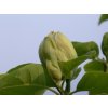 Magnolia 'Kinju'  Magnolia acuminata 'Kinju'