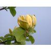 Magnolia 'Kinju'  Magnolia acuminata 'Kinju'