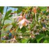 Sturač japonský 'Rubra Pendula'  Styrax japonicus 'Rubra Pendula'