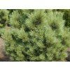 glauca c
