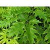 Dub červený 'Haaren'  Quercus rubra 'Haaren'