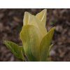 Magnolia 'Ossie’s Yellow'  Magnolia 'Ossie’s Yellow'