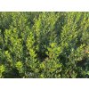 Cesmína Meserveova 'Magical Amore Rosso'®  Ilex meserveae 'Magical Amore Rosso'®