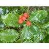 Cesmína Meserveova 'Magical Amore Rosso'®  Ilex meserveae 'Magical Amore Rosso'®