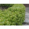 Cesmína Meserveova 'Blondie'®  Ilex crenata 'Blondie'®