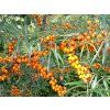 Rakytník řešetlákový 'Garden's Gift'  Hippophae rhamnoides 'Garden's Gift'