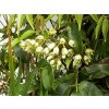Holboellia coriacea  Holboellia coriacea