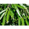 Phyllostachys aureosulcata 'Alata'/bambus  Phyllostachys aureosulcata 'Alata'