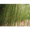 Pseudosasa japonica 'Tsutsumiana'/bambus  Pseudosasa japonica 'Tsutsumiana'