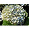 Hortenzie velkolistá 'Magical Revolution'® blue  Hydrangea m. 'Magical Revolution'® blue