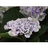 Hydrangea m. 'Magical Revolution'® blue (2)