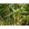 Pseudosasa japonica /bambus japonský  Pseudosasa japonica