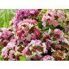 Hortenzie velkolistá 'Lady Mata Hari'® pink  Hydrangea m. 'Lady Mata Hari'® pink